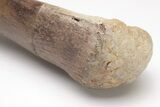 Hadrosaur (Edmontosaurus) Metacarpal Bone - Montana #206513-5